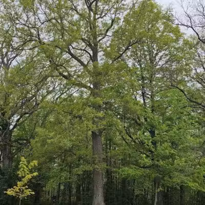 Heritage Park - West End - Lima, OH