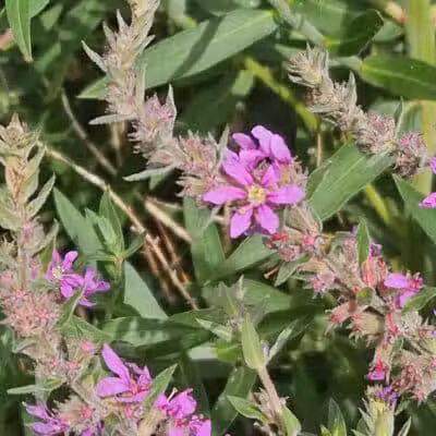 Heritage Park - West End - Lima, OH