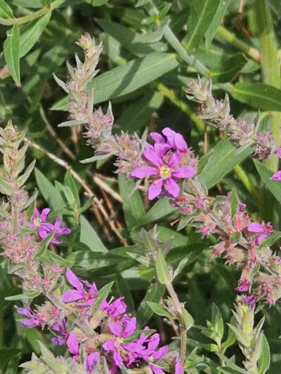 Heritage Park - West End - Lima, OH