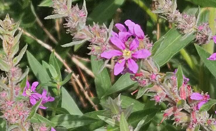 Heritage Park - West End - Lima, OH