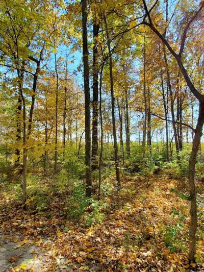 Hermon Woodlands - Lima, OH