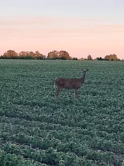 Johnny Appleseed Hermon Woodland - Lima, OH