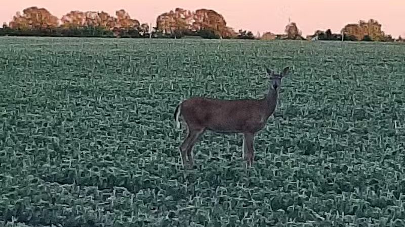 Johnny Appleseed Hermon Woodland - Lima, OH