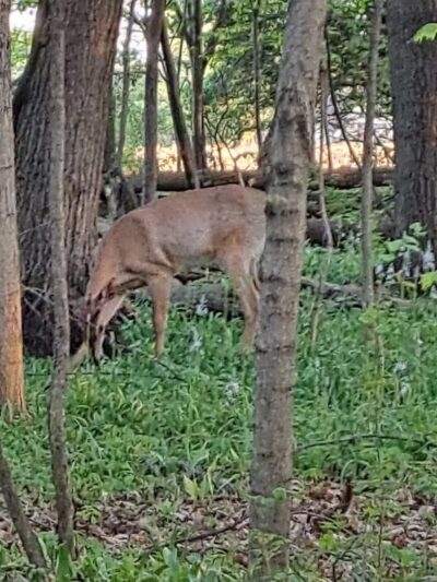 Johnny Appleseed Hermon Woodland - Lima, OH