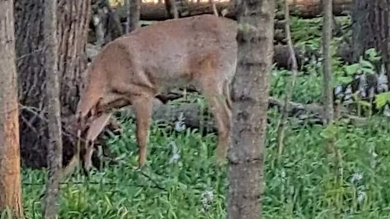 Johnny Appleseed Hermon Woodland - Lima, OH
