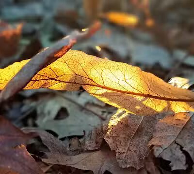 Johnny Appleseed Hermon Woodland - Lima, OH