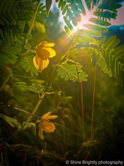 Johnny Appleseed Hermon Woodland - Lima, OH