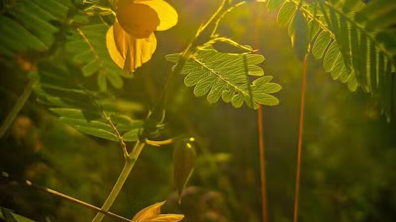 Johnny Appleseed Hermon Woodland - Lima, OH