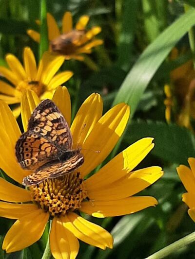 Johnny Appleseed Hermon Woodland - Lima, OH