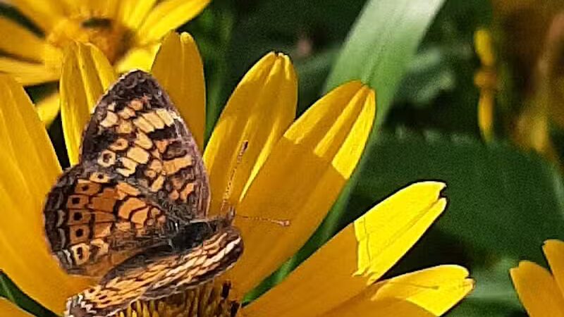 Johnny Appleseed Hermon Woodland - Lima, OH