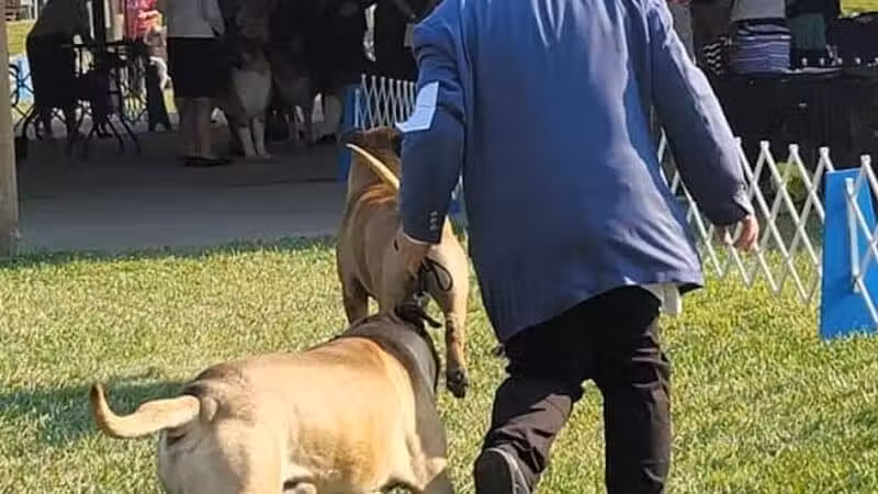 Lima Kennel Club Show Grounds - Lima, OH