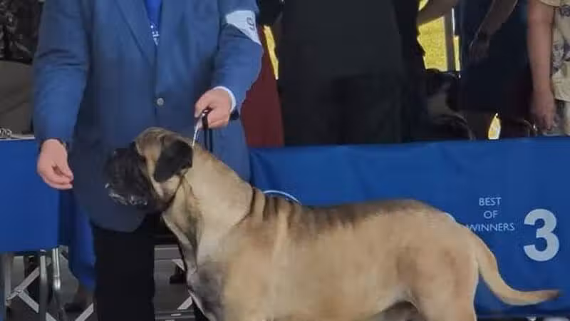 Lima Kennel Club Show Grounds - Lima, OH