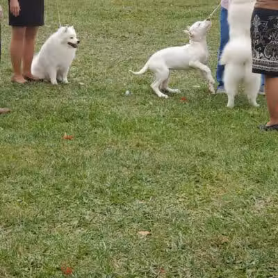 Lima Kennel Club Show Grounds - Lima, OH