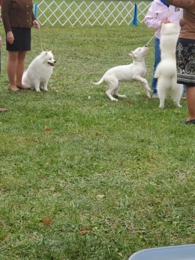 Lima Kennel Club Show Grounds - Lima, OH