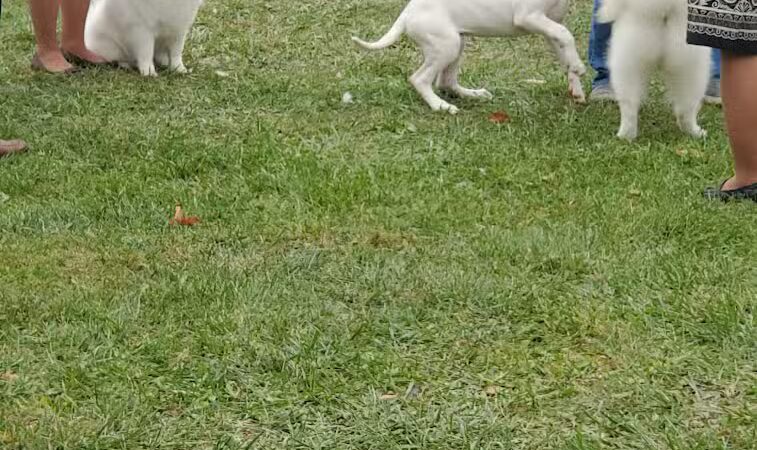 Lima Kennel Club Show Grounds - Lima, OH