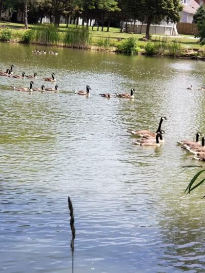 Lima Park & Recreation Division - Lima, OH