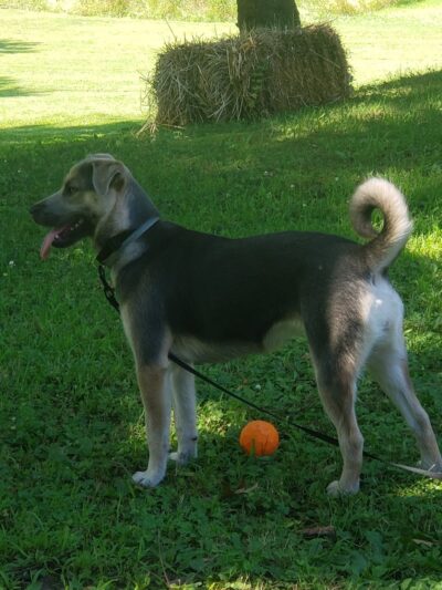 Lisbon Dog Park - Lisbon, OH