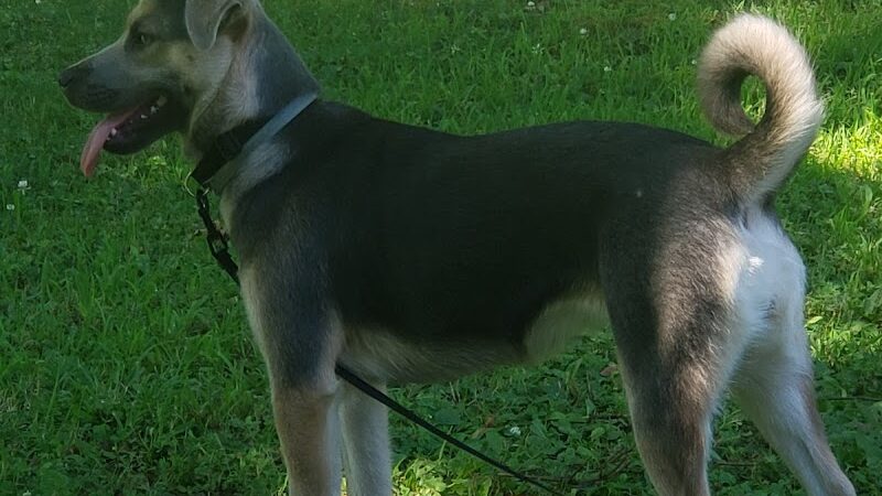 Lisbon Dog Park - Lisbon, OH