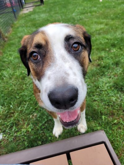 Lisbon Dog Park - Lisbon, OH