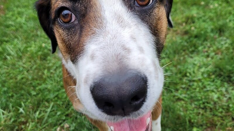 Lisbon Dog Park - Lisbon, OH