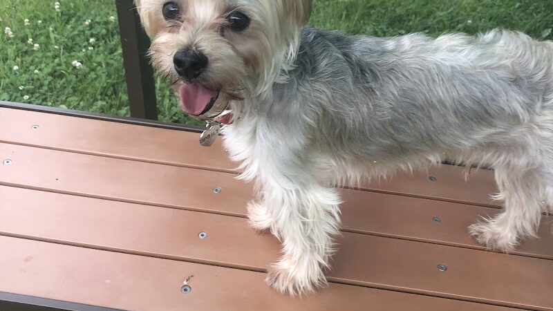 Lisbon Dog Park - Lisbon, OH