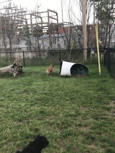 Lisbon Dog Park - Lisbon, OH