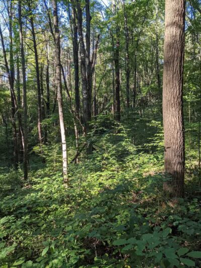 Boch Hollow State Nature Preserve, North Trailhead - Logan, OH