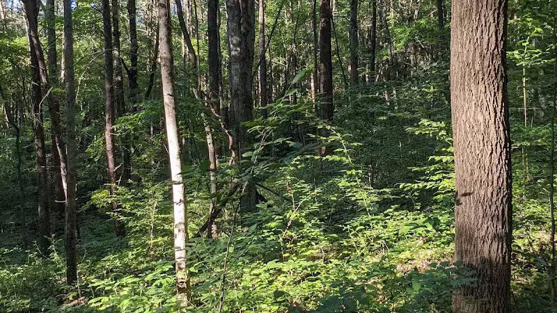 Boch Hollow State Nature Preserve, North Trailhead - Logan, OH