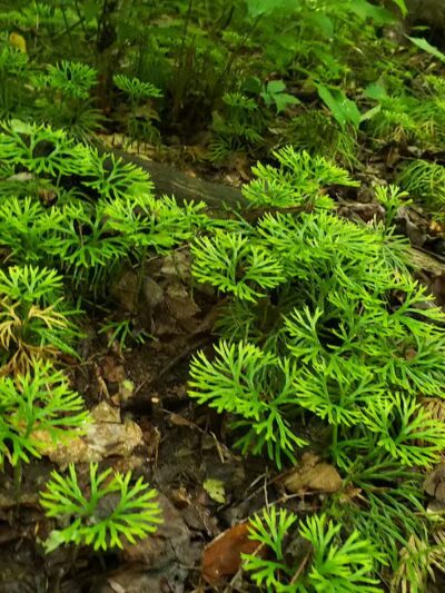 Boch Hollow State Nature Preserve, North Trailhead - Logan, OH