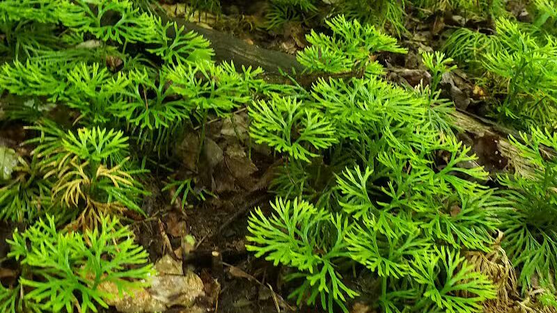 Boch Hollow State Nature Preserve, North Trailhead - Logan, OH