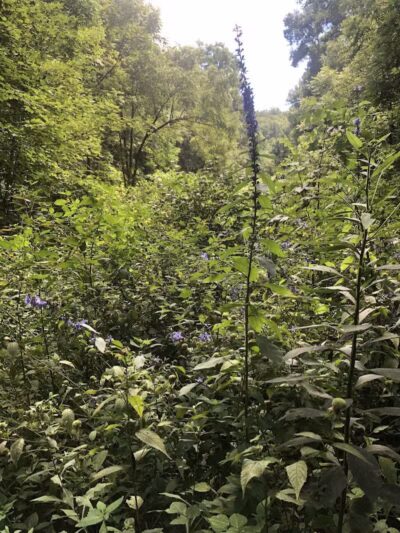Boch Hollow State Nature Preserve, North Trailhead - Logan, OH