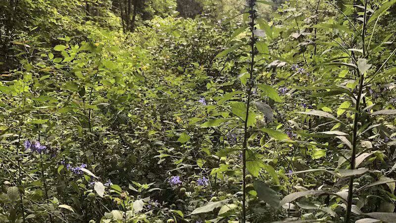 Boch Hollow State Nature Preserve, North Trailhead - Logan, OH
