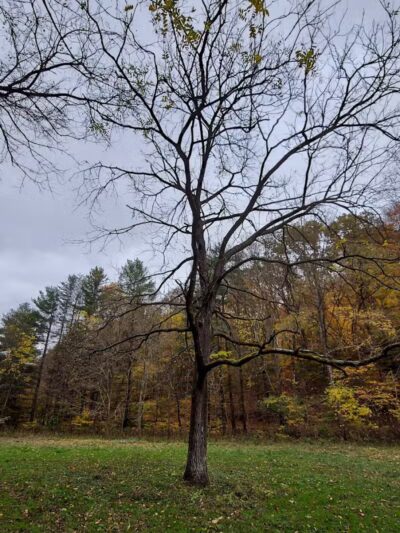 Boch Hollow State Nature Preserve, North Trailhead - Logan, OH