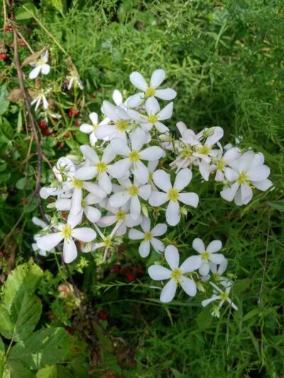 Boch Hollow State Nature Preserve, Office - Logan, OH