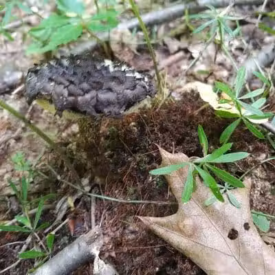 Boch Hollow State Nature Preserve, Office - Logan, OH