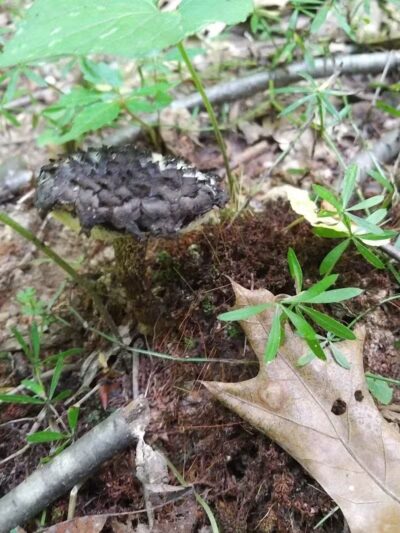 Boch Hollow State Nature Preserve, Office - Logan, OH