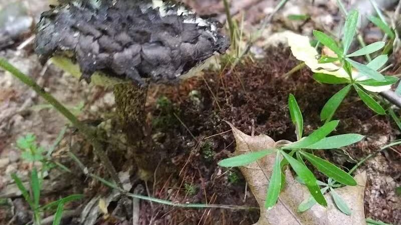 Boch Hollow State Nature Preserve, Office - Logan, OH