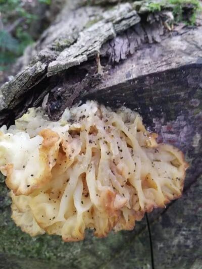 Boch Hollow State Nature Preserve, Office - Logan, OH