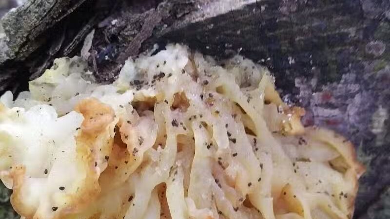 Boch Hollow State Nature Preserve, Office - Logan, OH