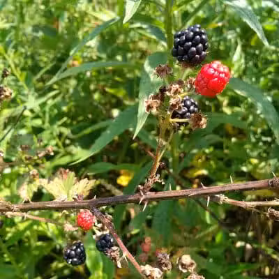 Boch Hollow State Nature Preserve, Office - Logan, OH