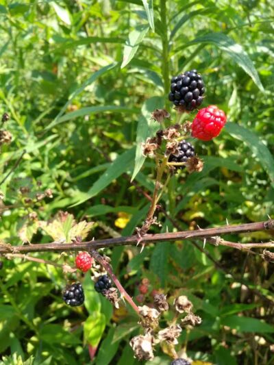Boch Hollow State Nature Preserve, Office - Logan, OH