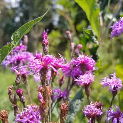 Boch Hollow State Nature Preserve, Office - Logan, OH