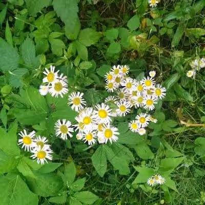 Boch Hollow State Nature Preserve, Office - Logan, OH