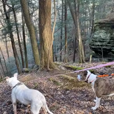 Dog Friendly Hocking Hills - Logan, OH