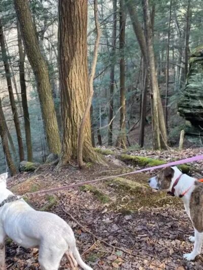 Dog Friendly Hocking Hills - Logan, OH