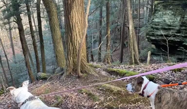 Dog Friendly Hocking Hills - Logan, OH