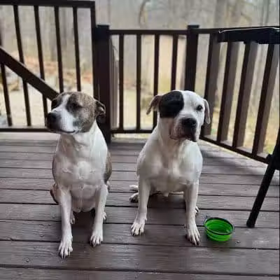 Dog Friendly Hocking Hills - Logan, OH
