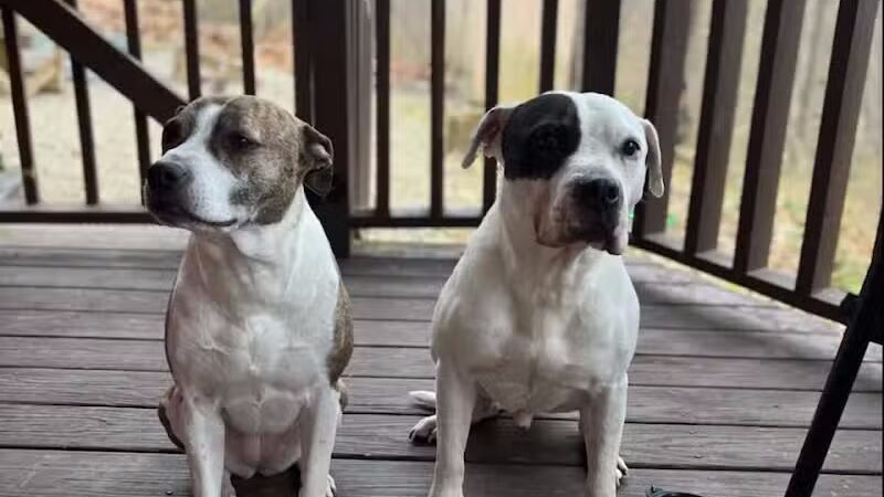 Dog Friendly Hocking Hills - Logan, OH