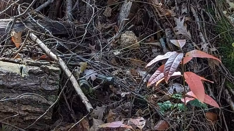 Hemlock Bridge Trail- Hocking Hills State Park - Logan, OH