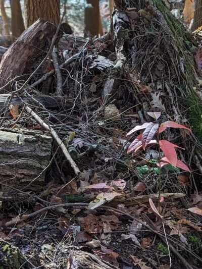 Hemlock Bridge Trail- Hocking Hills State Park - Logan, OH